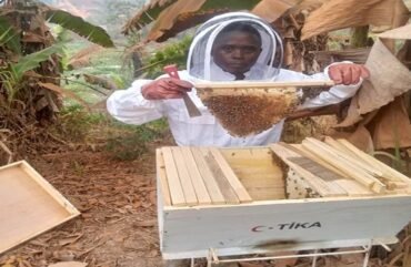Apiculture : Arsène Biwole, un pari dans la production du miel
