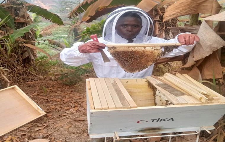 Apiculture : Arsène Biwole, un pari dans la production du miel