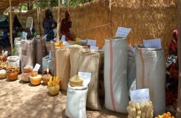 Ngong : Les femmes déplacées internes formées aux techniques culturales