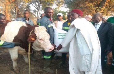 Import-substitution : 495 génisses gestantes importées entre 2020 et 2023