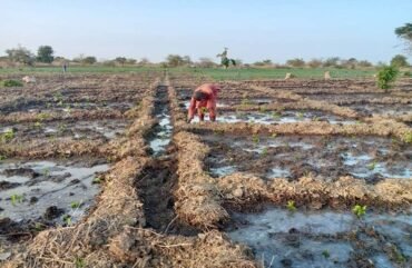 Nord : Près de 1 000 hectares de bas-fond non exploités à Rey-Bouba