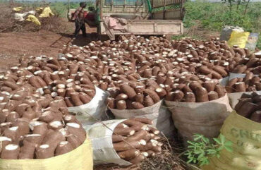 Foumbot : Une usine pour propulser la transformation du manioc