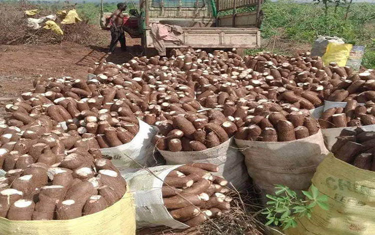 Foumbot : Une usine pour propulser la transformation du manioc