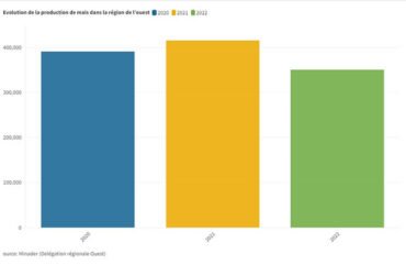 Maïs : Plus de 4800 t attendues du parc agro-industriel de Bangoua