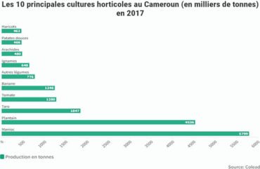 Ouest : 100 kg de haricots améliorés pour dynamiser la filière