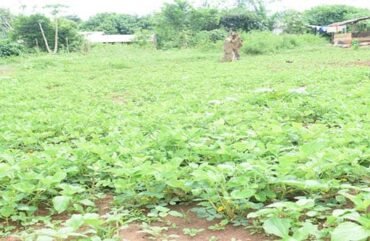 Ouest : Les semences améliorées gagnent du terrain