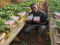 culture des fraise au Cameroun