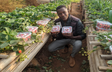 Ouest :  Donasson Anafack, le génie qui a démystifié la culture des fraises