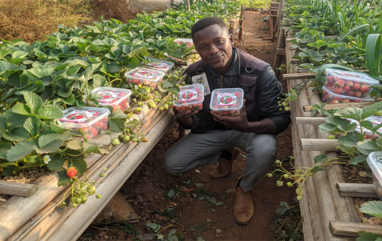 Ouest :  Donasson Anafack, le génie qui a démystifié la culture des fraises