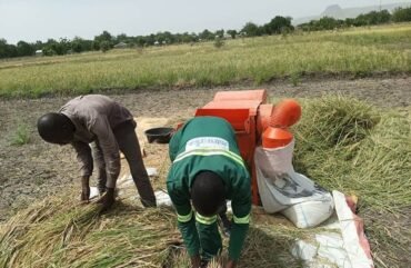 Filière riz : 385 milliards F Cfa pour 750 000 tonnes d’ici 2030