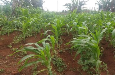 Ouest : L’irrégularité des pluies inquiète