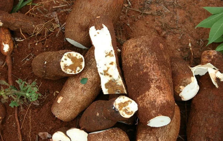 Transformation du manioc : La relance de l’usine de Sangmélima divise