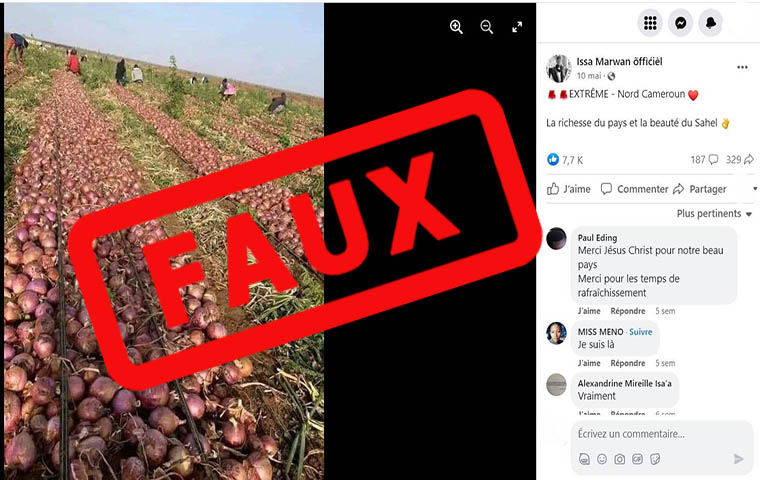 Agriculture : non, ce champ d’oignons n’existe pas dans la région de l’Extrême-Nord