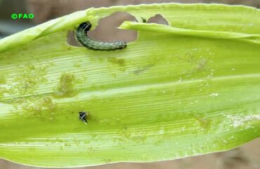 Maïs : Une invasion d’insectes retarde les récoltes à l’Ouest