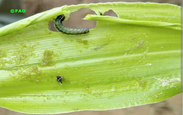 Maïs : Une invasion d’insectes retarde les récoltes à l’Ouest
