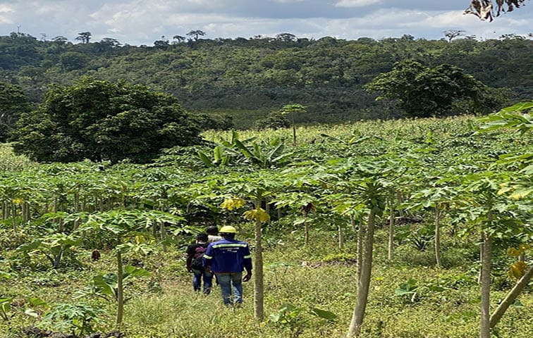 Agriculture : Le Cameroun offre 400.000 ha de terres aux producteurs