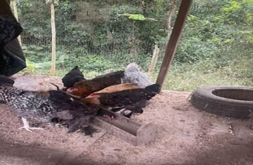 Grippe aviaire : Plus de 148.000 poulets perdus en 2022