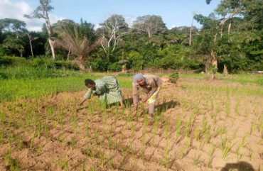 Importation du riz : des riziculteurs mécontents