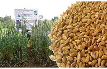 Importations du blé : le Cameroun passe de 6 à 10 fournisseurs en 2022