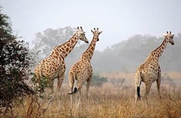 Aire protégée : Plus de 30 armes illégales saisies à l’Extrême-Nord