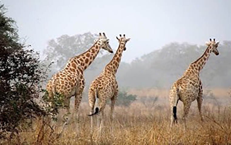 Aire protégée : Plus de 30 armes illégales saisies à l’Extrême-Nord