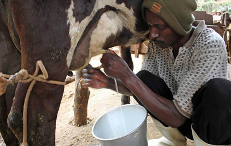 Lait de vache : Les éleveurs plaident pour la professionnalisation de la filière