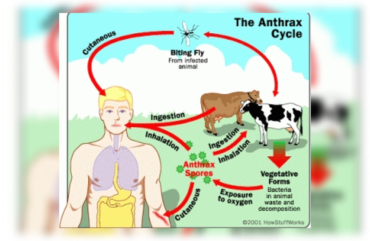 Maladie bovine d’Anthrax : la menace aux frontières du Cameroun