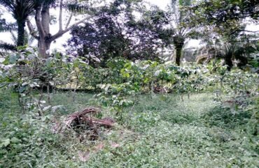 Filière café : Une baisse d’environ 130 000 tonnes en 2 décennies