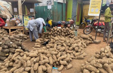 Adamaoua : plus de 170 000 tonnes d’igname produites entre 2017 et 2022