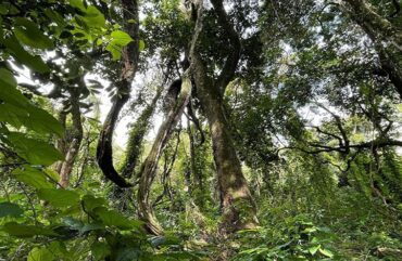 Forêts sacrées : Les communautés locales, un atout pour préserver la biodiversité