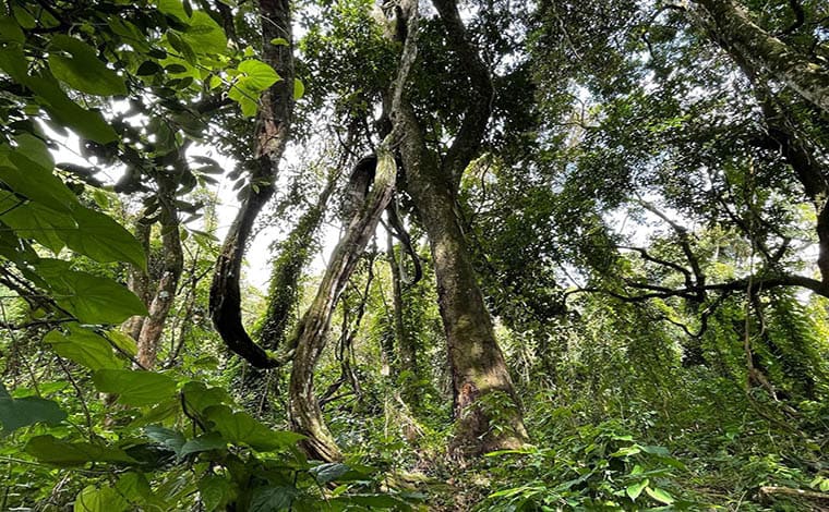 Forêts sacrées : Les communautés locales, un atout pour préserver la biodiversité