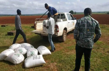 Adamaoua : une production d’au moins 60 tonnes de blé attendus à Wassandé