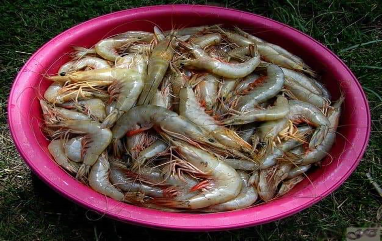 Crevettes : Le Cameroun à la reconquête du marché européen 