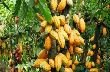 Cameroun : Le prix du kilogramme du cacao augmente de 400 F Cfa