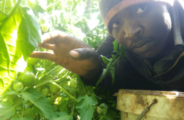 Ouest : Des étudiants misent sur la culture de la tomate dans la Menoua