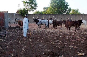 Lait de vache : Le Cameroun exposé à un déficit annuel de 120 000 tonnes