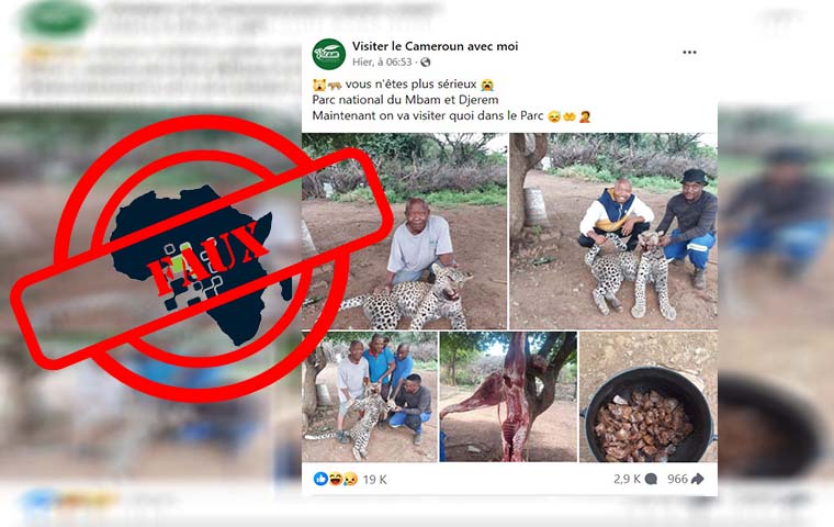 Braconnage : Ces images de félin capturé et préparé ne sont pas du Cameroun