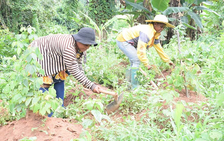Agriculture : le Cameroun mise sur la réduction de la redevance domaniale