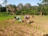 les semences agricole améliorées au Cameroun