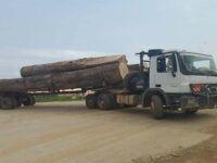 Commerce extérieur du bois au Cameroun