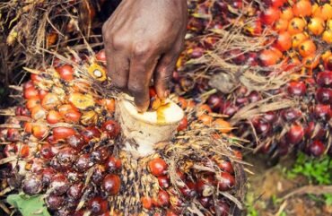 Huile de palme : les importations augmentent de près de 50.000 tonnes en 2023