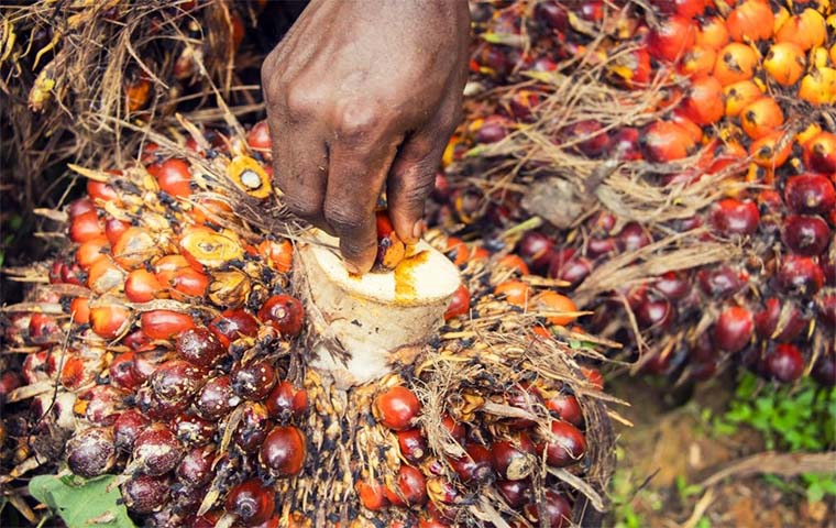 Huile de palme : les importations augmentent de près de 50.000 tonnes en 2023