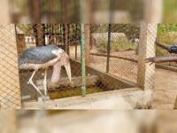 espèces disparues dans le Jardin zoologique de Garoua