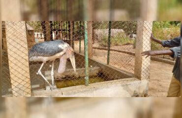 Jardin zoologique de Garoua : Plus de la moitié des espèces disparues entre 2019-2024