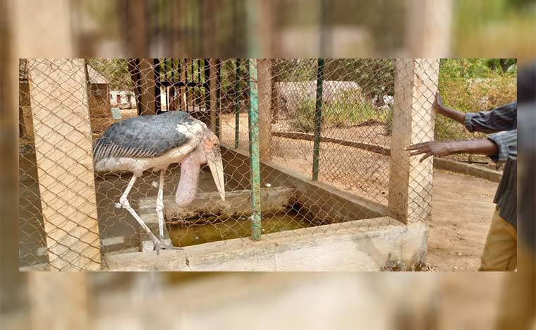 Jardin zoologique de Garoua : Plus de la moitié des espèces disparues entre 2019-2024