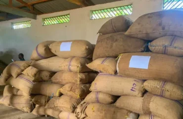 Cacao : A l’Ouest, le prix du Kg atteint un record inédit de 3 300 F Cfa