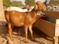 Des chèvres laitières à Djirladjé dans la localité de Gaschiga, région du Nord (crédit phot : JB, le 10 février 2024)