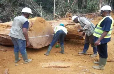 Gestion Forestière : La voix de la société civile toujours faible