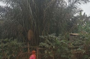 Ouest : Des activités humaines menacent la conservation des raphias