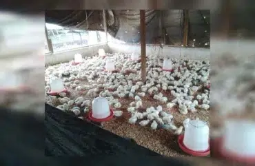 Filière avicole : Des pathologies détectées menacent le secteur aviaire
